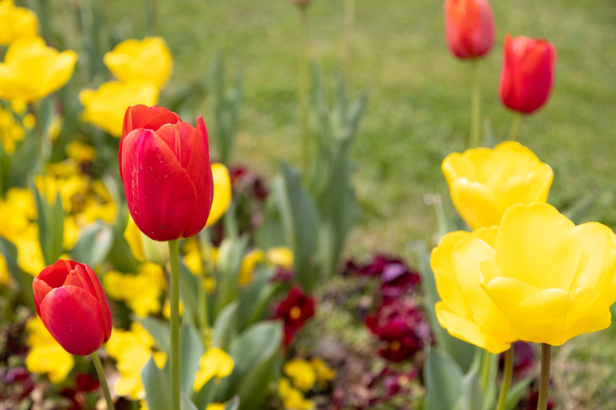 La primavera llenando nuestra ciudad de color. 

Feliz sábado.

#TresCantos