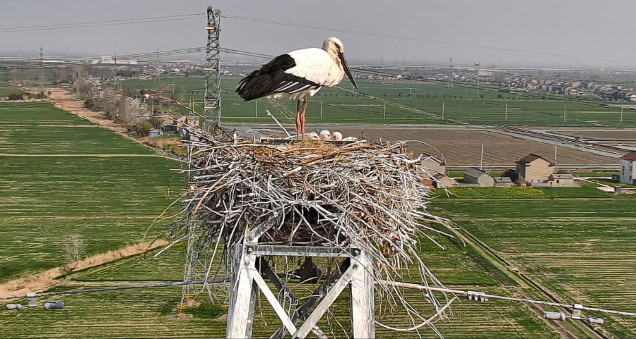 Zhou_jinfeng's tweet image. #WorldMigratoryBirdDay  
#WMBD2024 

Protecting the migratory #birds  lifeline 
Migratory birds connect not only ecosystems, but also people and nations in the world. 
 We all have a responsibility to ensure the diverse #habitats migratory birds transit are protected.