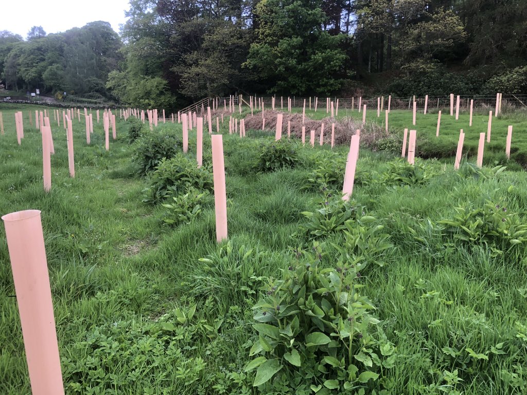 Took an hour to inspect the changes in our #NatureRestorationFund riparian action areas yesterday.
Wonderful to see the trees growing, Japanese Knotweed dead & Comfrey and Cow Parsley blooming now that grazing pressure has been reduced.

This place is going to look amazing!