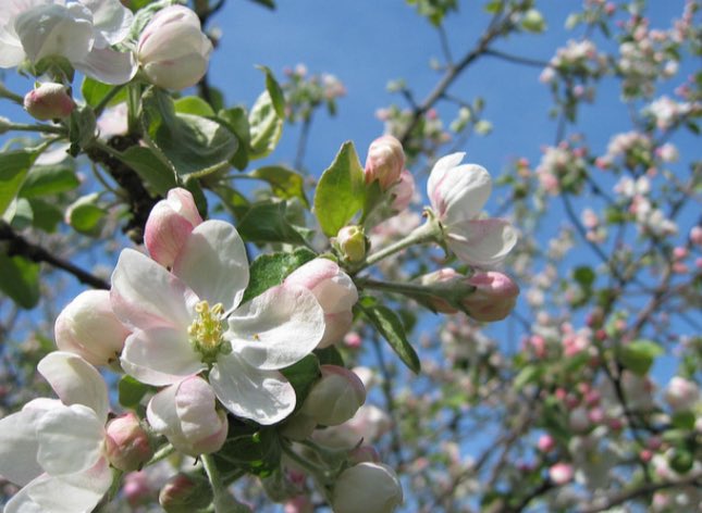今日のお花

5月11日の誕生花
リンゴ

#世界に一つだけの花 #SMAP
#We_Love_SMAP_Forever