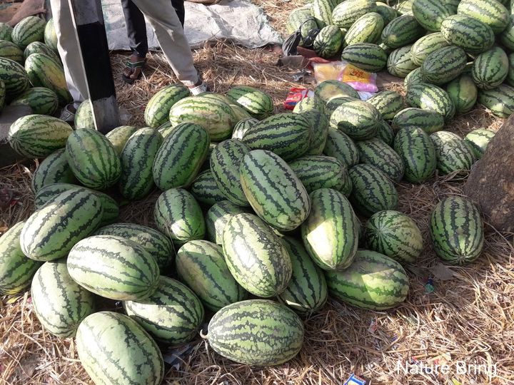 Watermelon likes heat and lots of sunlight, therefore, in the cold weather area, it needs to take additional care. You can shift your container melon at South Facing Wall and Shelter Patio...read..naturebring.com/grow-watermelo… #Watermelon #naturebring #growing #care #Citrulluslanatus