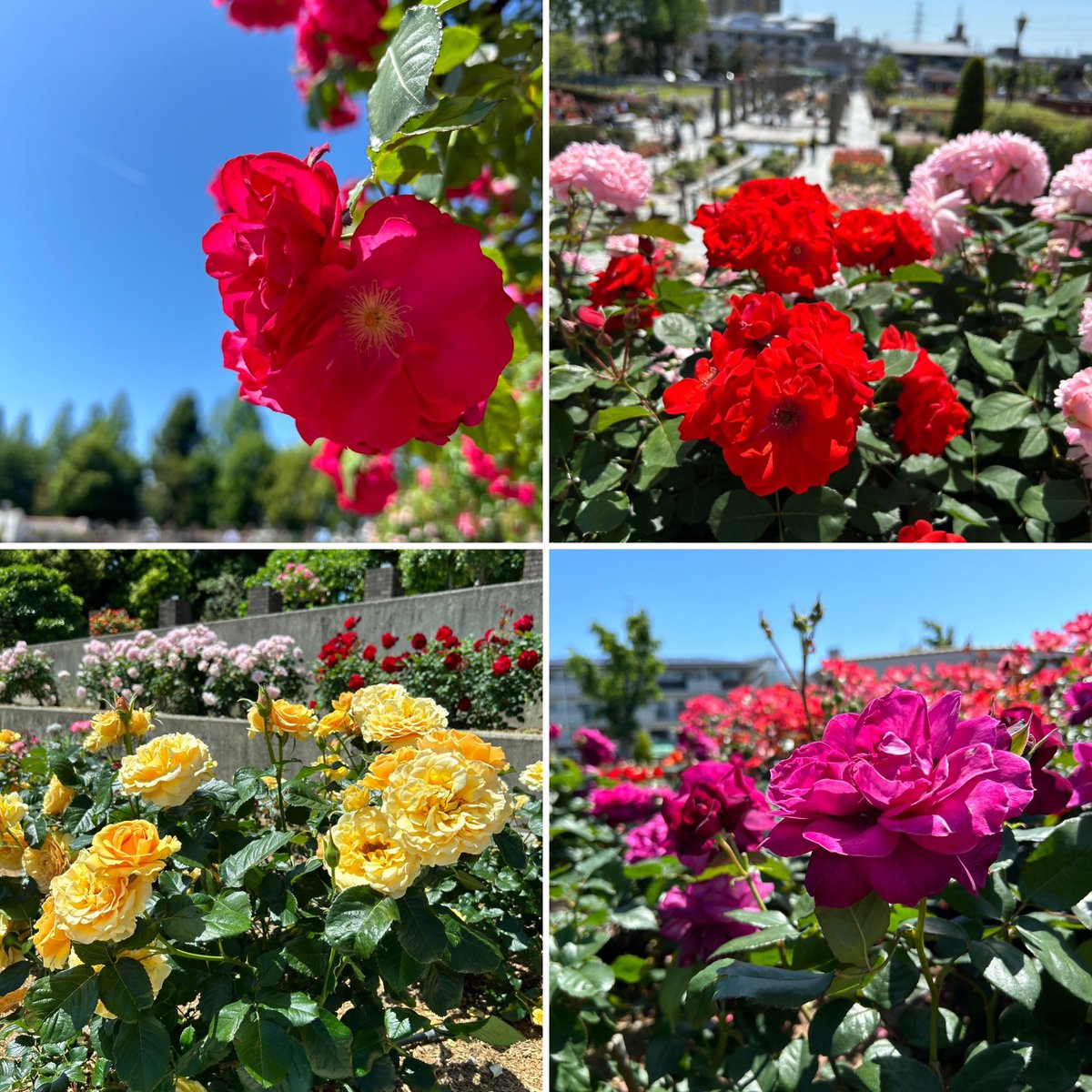 5月11日(土) めおと de 薔薇🌹ラン🏃‍♀️🏃‍♂️

今朝は薔薇🌹を愛でに伊丹市の荒牧バラ公園まで🤏ラン

お天気も良く薔薇も見頃を迎え、たくさんのお客さんで賑わってました😊

スマホを買い替えたら、カメラ📸の性能が格段に上がっていてびっくり😳

#ランプラ
#SIP765
#ワラーチラン 🩴
#IDATEN