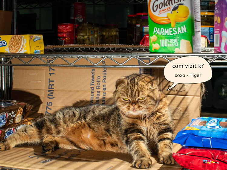 We partnered with <a href="/DollarFlights/">Dollar Flight Club</a> to send you to NYC and visit Tiger and all the other <a href="/Bodegacats_/">Bodega Cats</a>  .. enter here:  dojomojo.com/promo-lookup/a… #bodegacats #slowreadmovement <a href="/Honeycomblux/">Honeycomb</a> <a href="/GustusVitae/">Gustus Vitae</a> <a href="/Lusetabeauty/">Luseta Beauty</a>