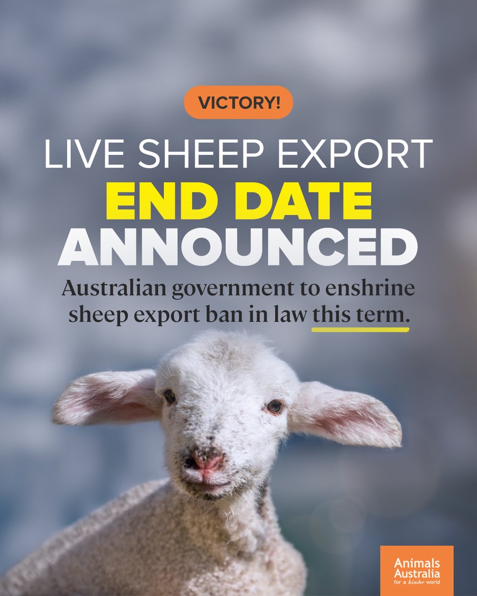 AnimalsAus's tweet photo. The Albanese government has announced that live sheep export by sea will be illegal from the 1st May 2028. And importantly, this date will be enshrined in law during this term of government. https://t.co/VTL1L0n3IP