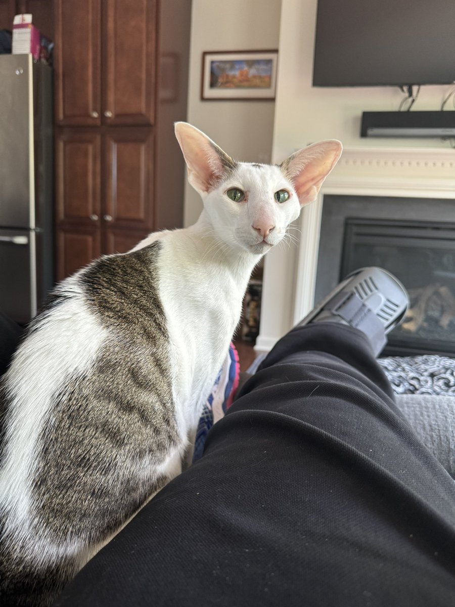 Nurse Bindi to the rescue while I recover from an ankle injury. #CatsOfX