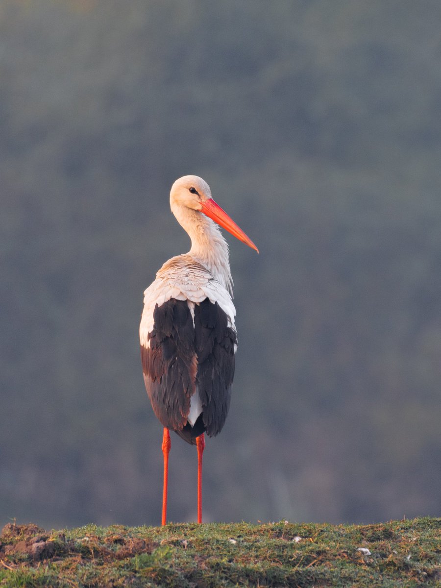 #WorldMigratoryBirdDay these birds grace our country with their presence traveling from thousands of kms, we just need to maintain a clean environment for their conservation. @Discovery