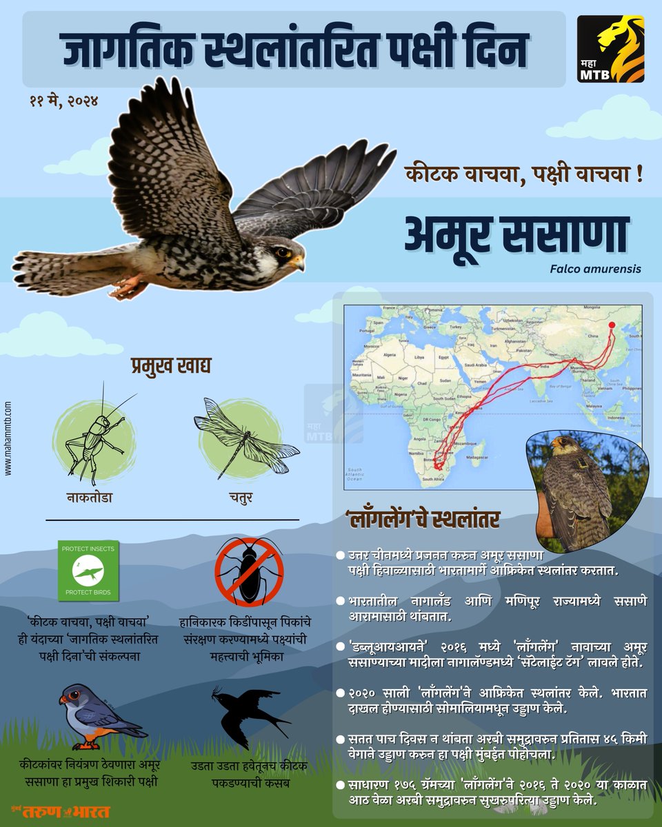 जागतिक स्थलांतरित पक्षी दिन 🦅 #WorldMigratoryBirdDay @ranjeetnature @birdcountindia @TamhiniGhat @Prateik_more @SloganMurugan