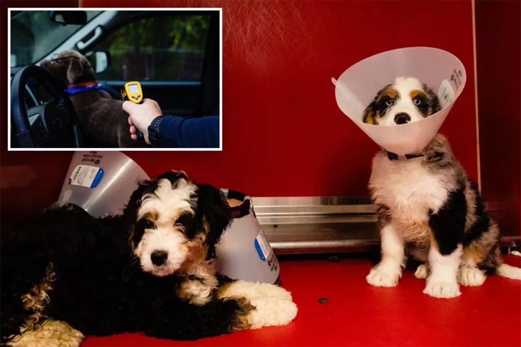 Bernedoodle puppy killed, 3 rescued from hot car while owner dines at Disney Springs: ‘Heartbreaking and infuriating’ trib.al/hZzIAgn