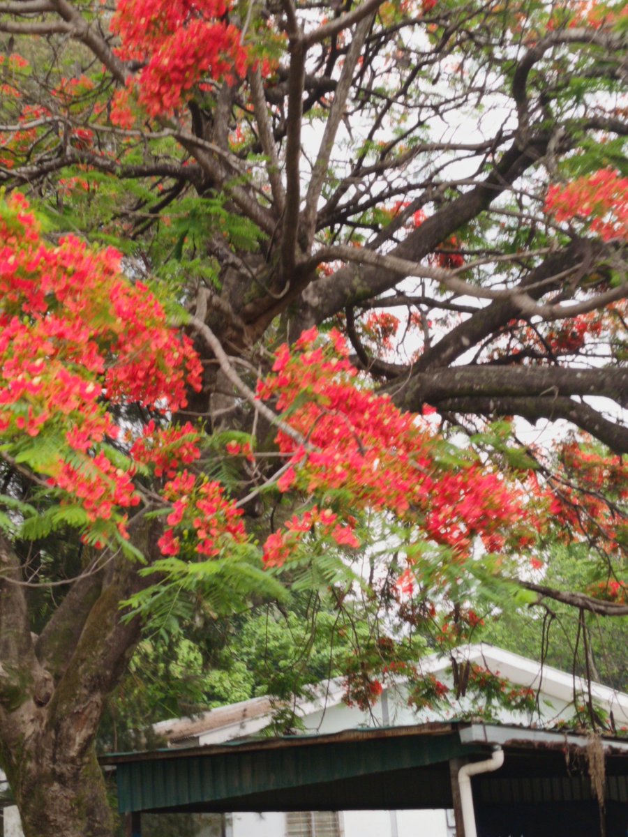 idk how to call it exactly in eng, nd google told me it's 'royal poinciana' 😔 well I only know like 5 flowers, so whatever, စိန်ပန်းနီ is my fav flower rn

ONGSASUN CONFLICT
#23point5EP10