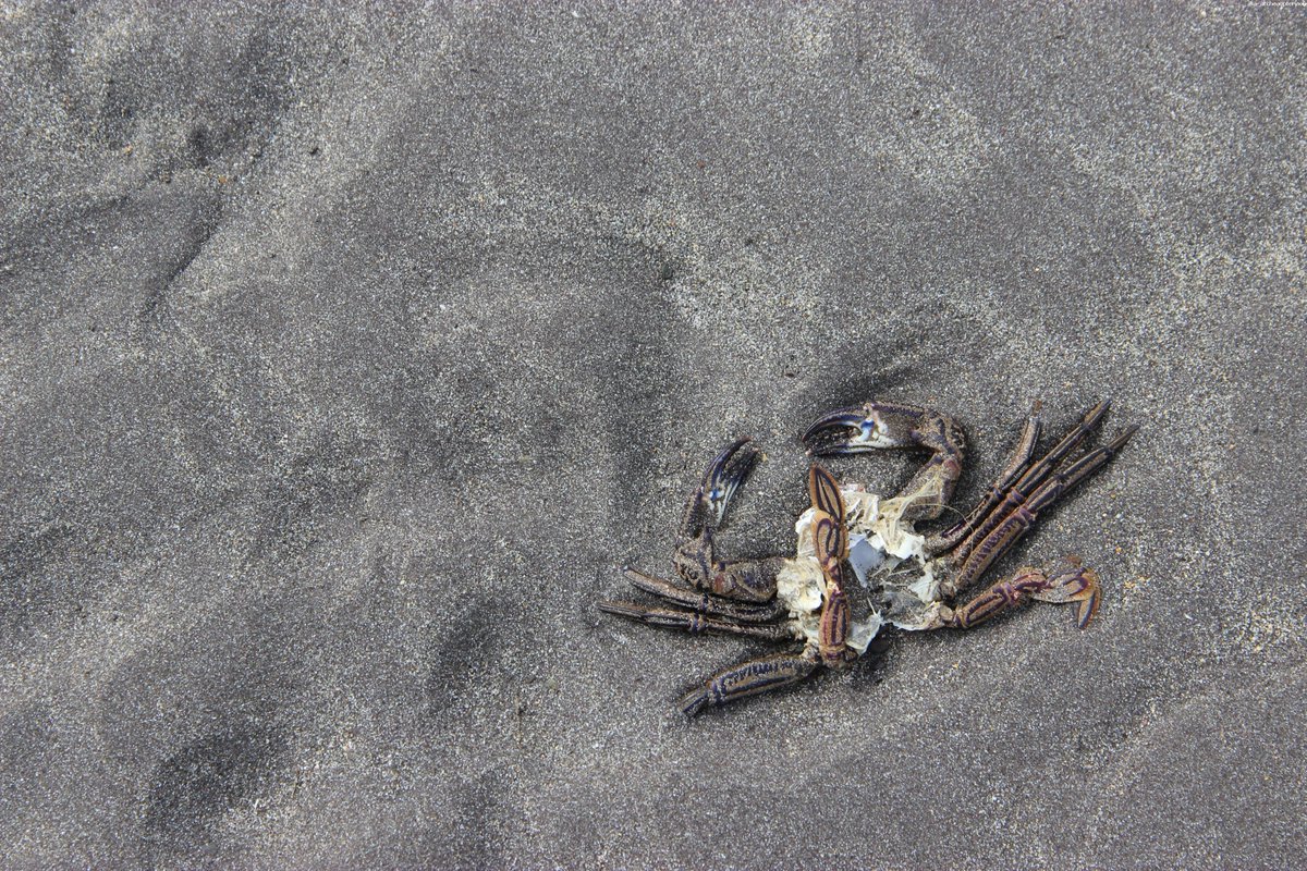 The shedded old shell of a crab.
#beach #nature #ringofkerry #wildatlanticway #ireland #irish #discoverireland #visitireland #irelandtravel #travel #europe #photography #travelphotography #photooftheday