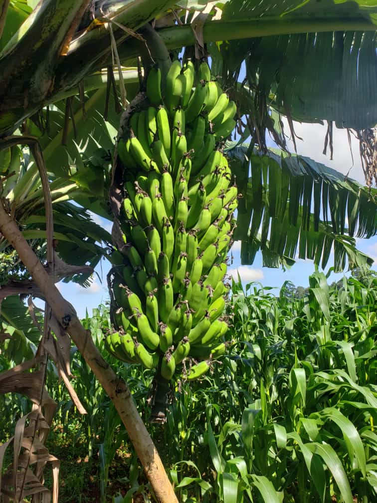 Tissue culture bananas. #Food security #farming Different varieties are available, kindly reach out wa.me/c/254736096722 Varieties: FHIA 17 Kisii matoke Williams FHIA 18 ++++