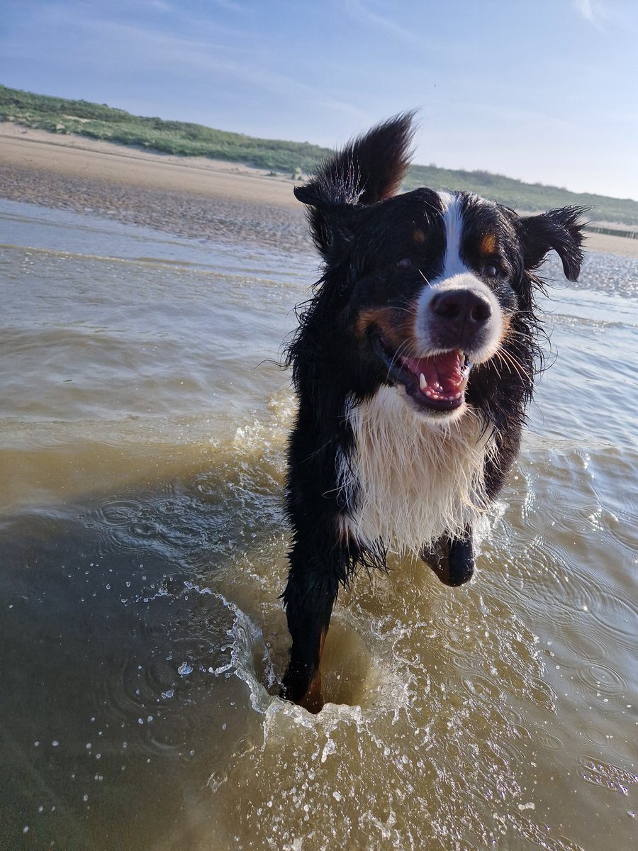 Some more beach fun. #Leffe  #bernesemountaindog  ##dogsofx