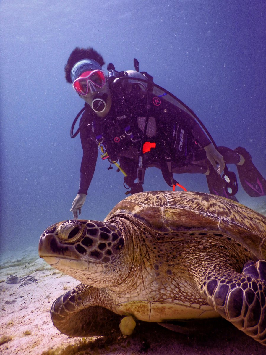 Meeting the locals beneath the waves! 🐢💦 Saying hi to these majestic creatures as we explore the ocean depths.

#TurtleEncounters #UnderwaterFriends #OceanAdventures #Travel #Traveling #TravelAgent #AskTravelAdvisor #JavaTravelUSA #DivingTips