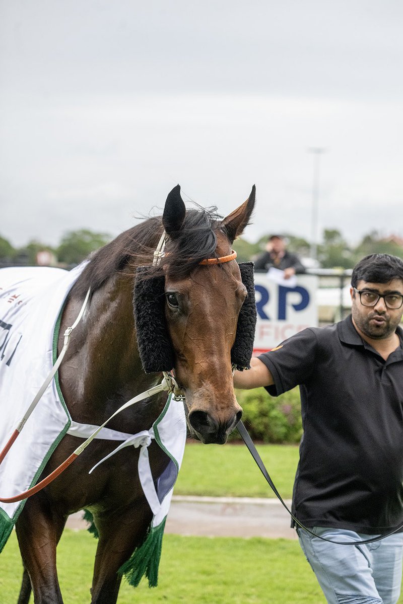 It was a case of jump, lead and win for @HawkesRacing 4YO SEMILLION (Shalaa) in the Listed Takeover Target Stakes @newcastleraces_. He’s a $300k #InglisPremier buy for International Thoroughbred Solutions from @BlueGumFarm