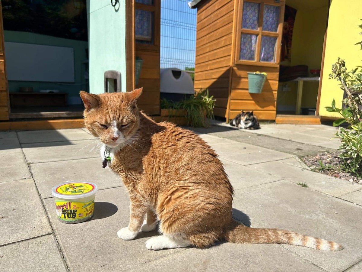 #Caturday ~ We would like to introduce you to JJ a new resident in the Village. He has settled in well & finding his paws. He has also found the pot of #catnip It should be a sunny weekend 🌞 #inthecompanyofcats #seniorcats #fabulousfelines #catrescue #cat #purrfectpaws