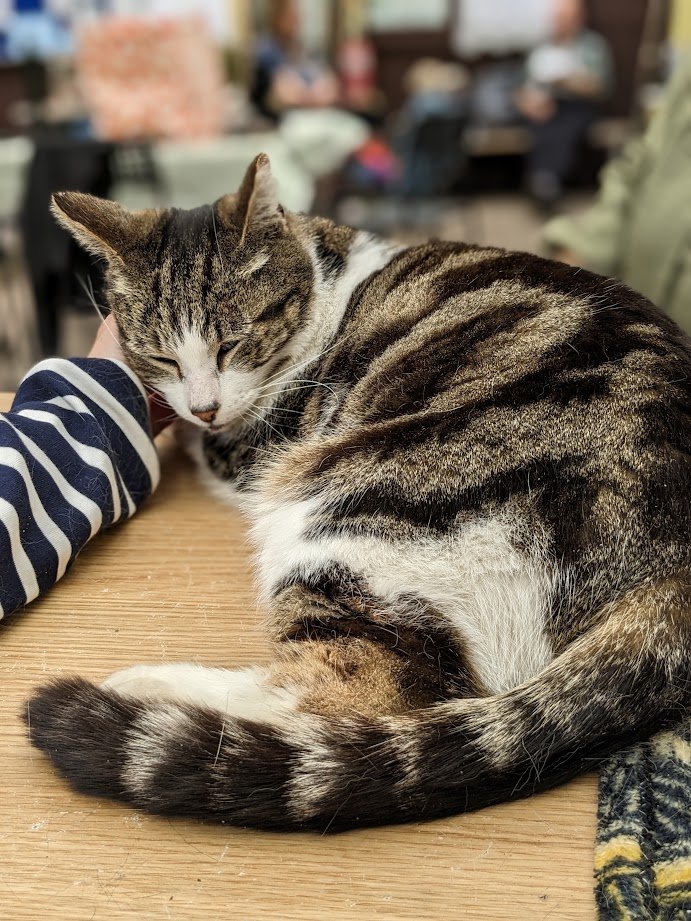 (Barbs) I made a new friend yesterday. She is a follower from a place called 'Canada', have you heard of it? I was a bit shy to start but then I relaxed and enjoyed the fuss. She's like Betty and doesn't want a photo of her face so it's just her arm. I gave her some of my hair.