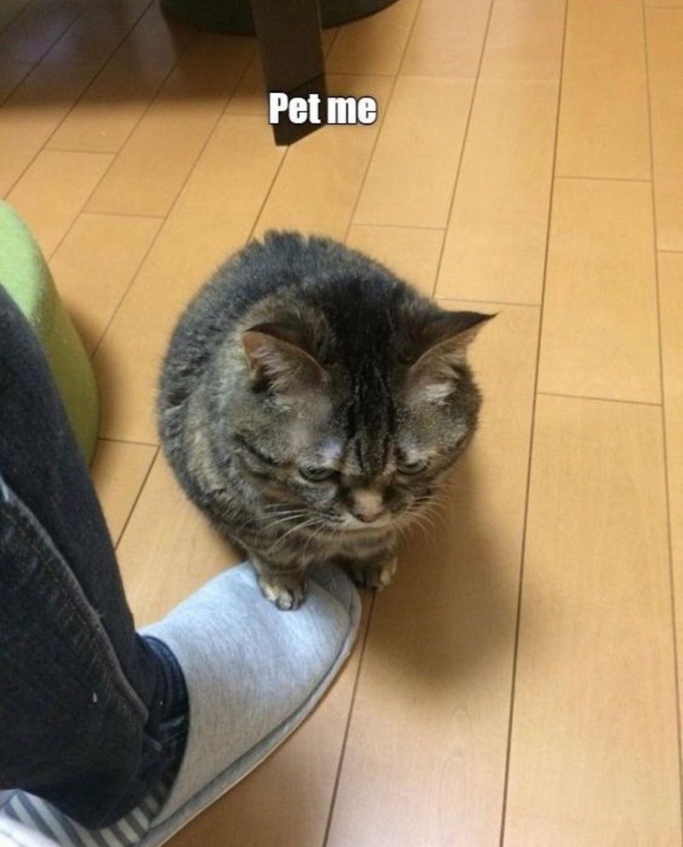 Punch Cat (@PunchingCat) on Twitter photo 2024-05-11 05:21:06