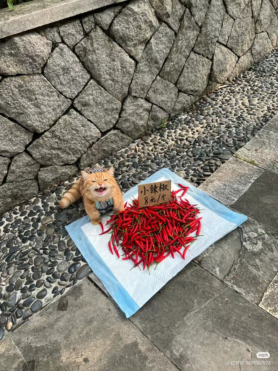 Would u like to buy some chilli peppers 🌶️?