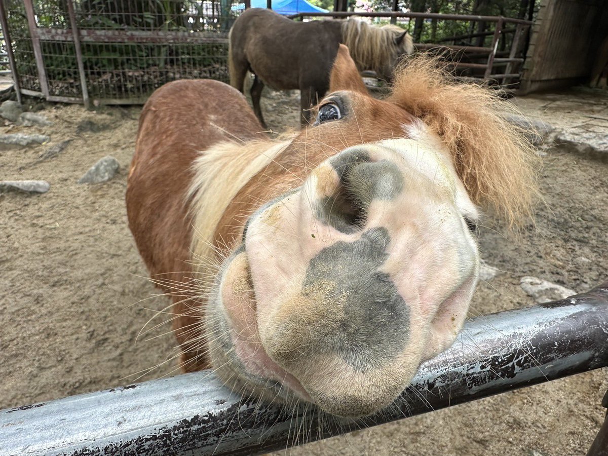 アピールの仕方が圧強めなサンタ😎

#宮崎市フェニックス自然動物園
#ミゼットポニー　#サンタ
#ポケットのおやつチェック隊