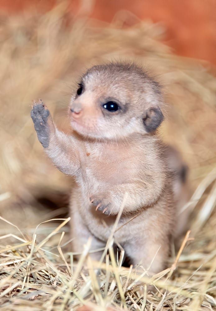 Newborn Meerkat.💗
