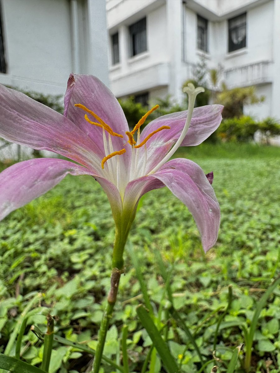 Rains …bring in rain Lillies too..!

#RainyFriday #LILY #flowers #vrupix