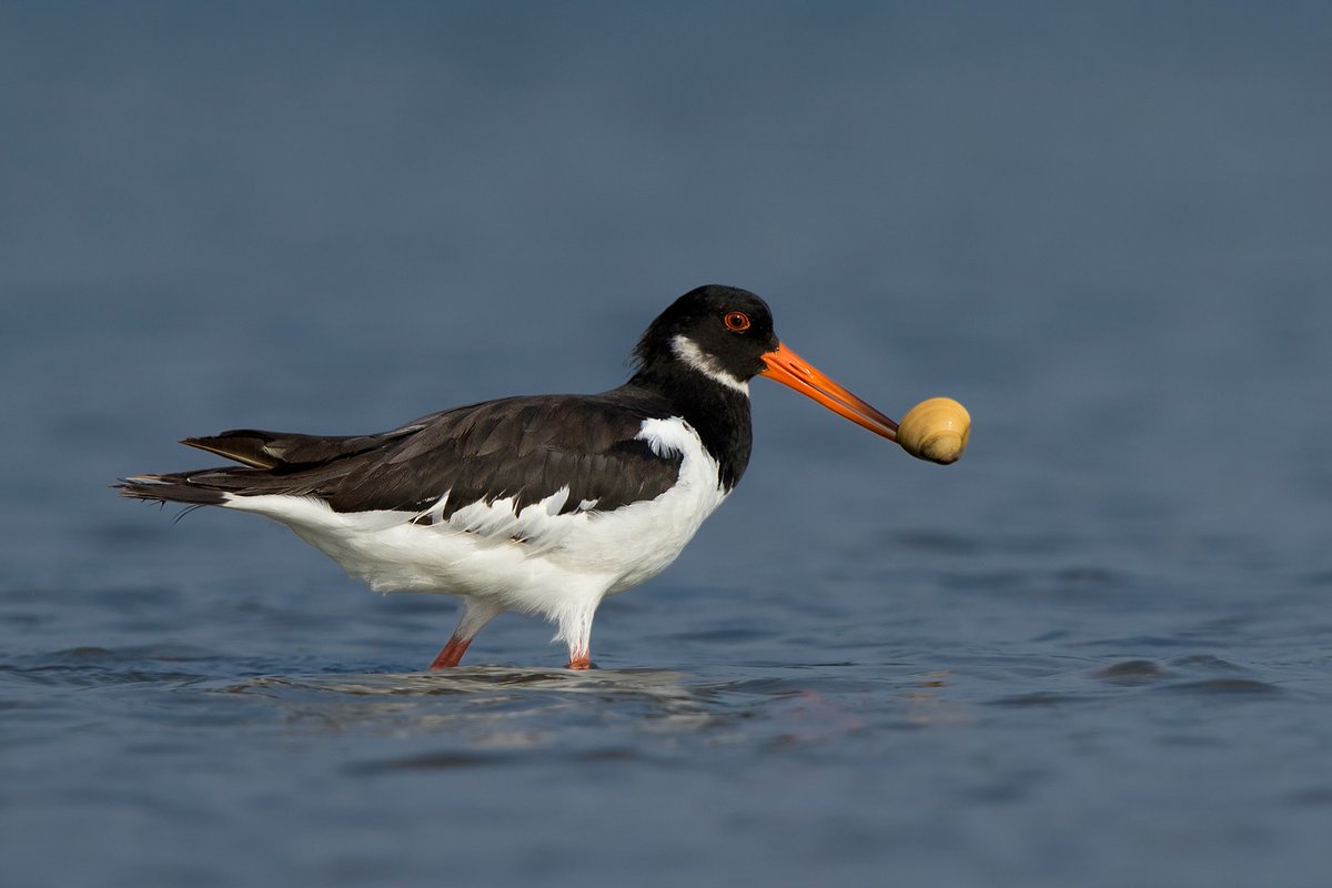 #FromTheArchives #WorldMigratoryBirdDay For a short time each year, the Indian subcontinent becomes a refuge for #migratory #birds. Here is a handy guide to 14 of these #winter visitors. 📷 Ganesh Jayaraman — Eurasian Oystercatcher bit.ly/3Uc6D3w