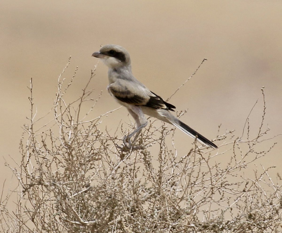 Nature pic for today: Great Grey Shrike, Dead Sea valley.