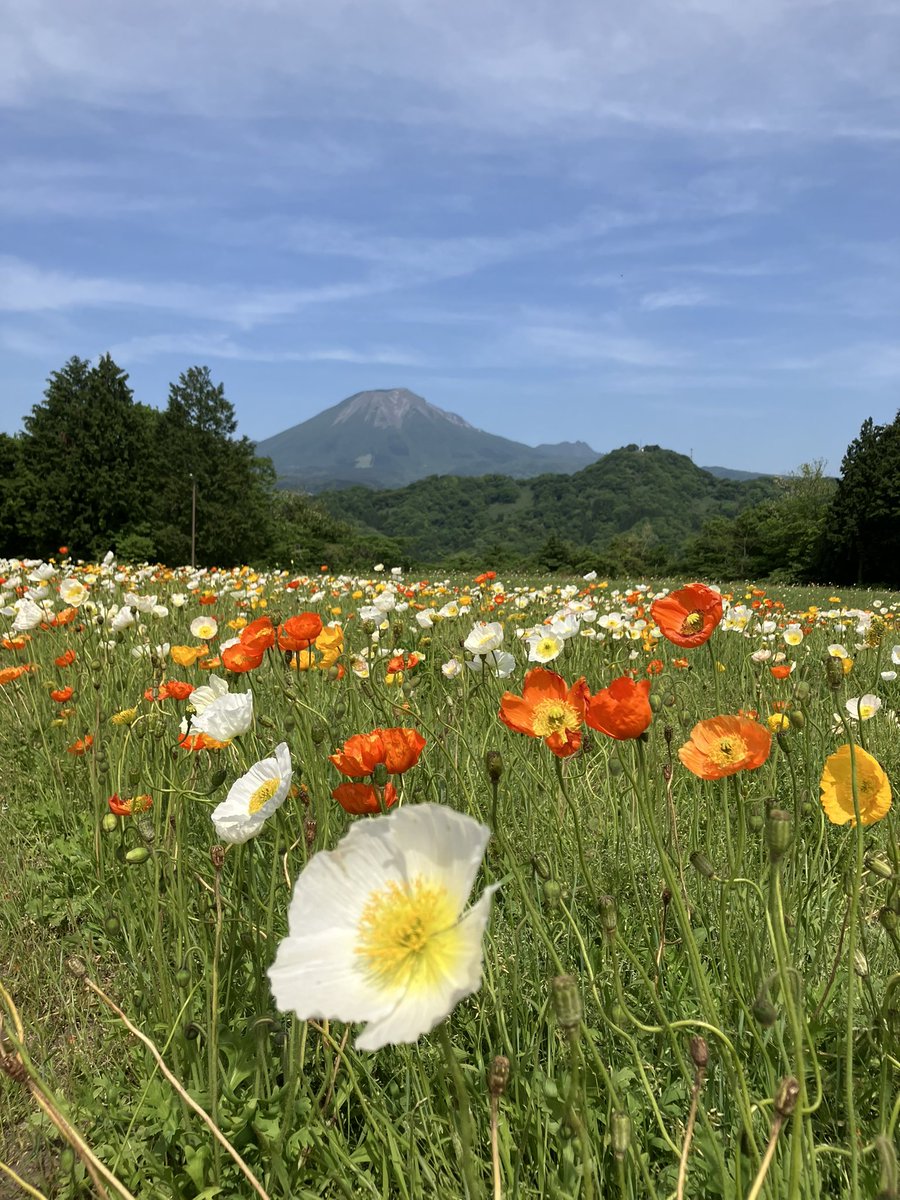 とっとり花回廊へ🌼
天気良く☀️
「名峰」大山映える中⛰️
ポピーが可愛く揺れて🌸
心癒されました☺️
#とっとり花回廊 #大山 #ポピー