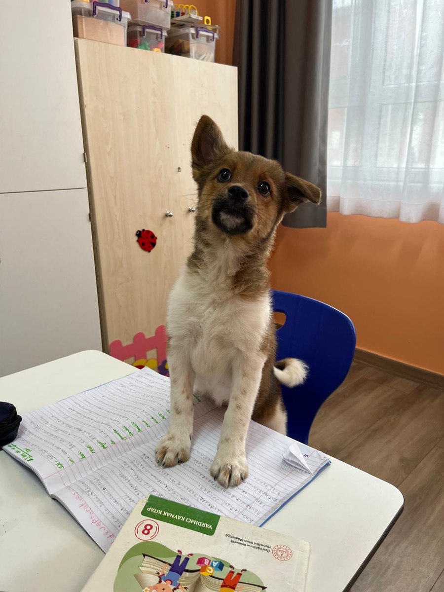 1/A sınıfından Bonita ve Lolita ya yuva arıyoruz. 
İstanbul