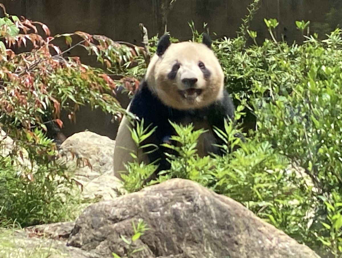 レイちゃん
広いお庭満喫してね

#レイレイ　#パンダ　#上野動物園　#giantpanda 

2024/05/11