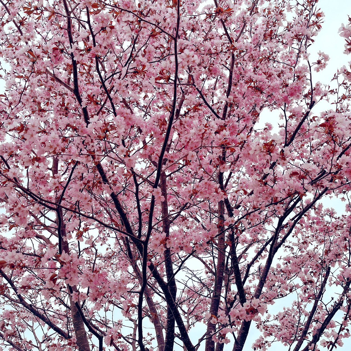 釧路八重🌸
来週は芝桜見に行くぞ🚗³₃