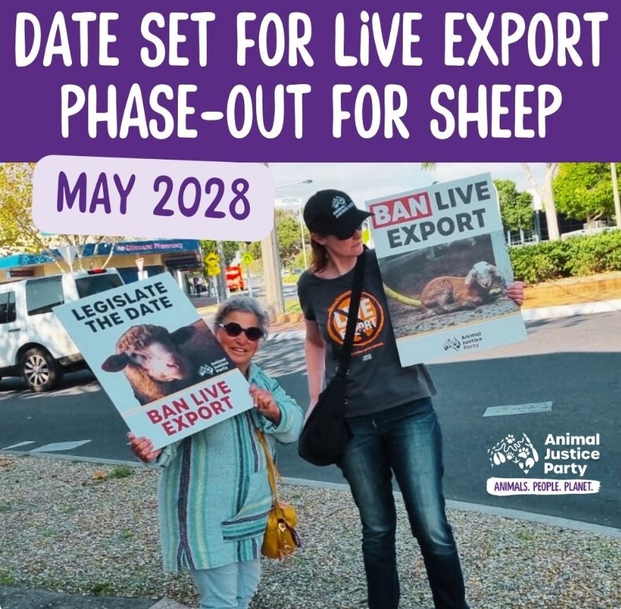 'Ive been feeling a bit of grief this week, knowing it's almost a year since beautiful Henry died. But I was just outside with the rest of the flock & I got the call notifying me the Federal Labor Govt will finally announce the end of #liveexport for sheep' ... - @georgievpurcell