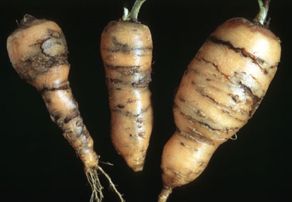 Day 6 #PlantHealthWeek blog features the Pest Bulletin warwick.ac.uk/fac/sci/lifesc… providing information on activity of pests of vegetables and salads grown outdoors. Growers and agronomists can sign up for a weekly email update warwick.ac.uk/fac/sci/lifesc…