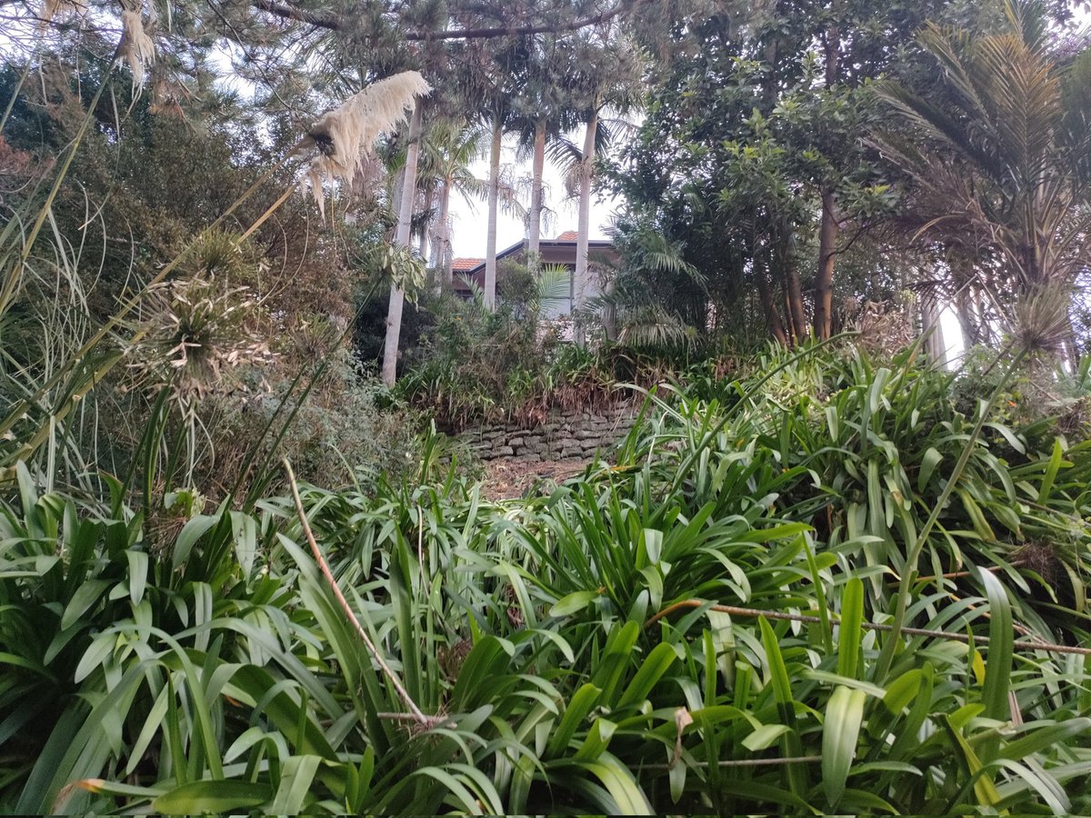 Kind of hard to see in the pictures, but our wwoofer - backpackers have done an amazing job at clearing all the overgrown bush that had clogged the pathway that zigzags down to the bottom of our property.

All those rock retainer walls were chocked with agapanthus 🫣