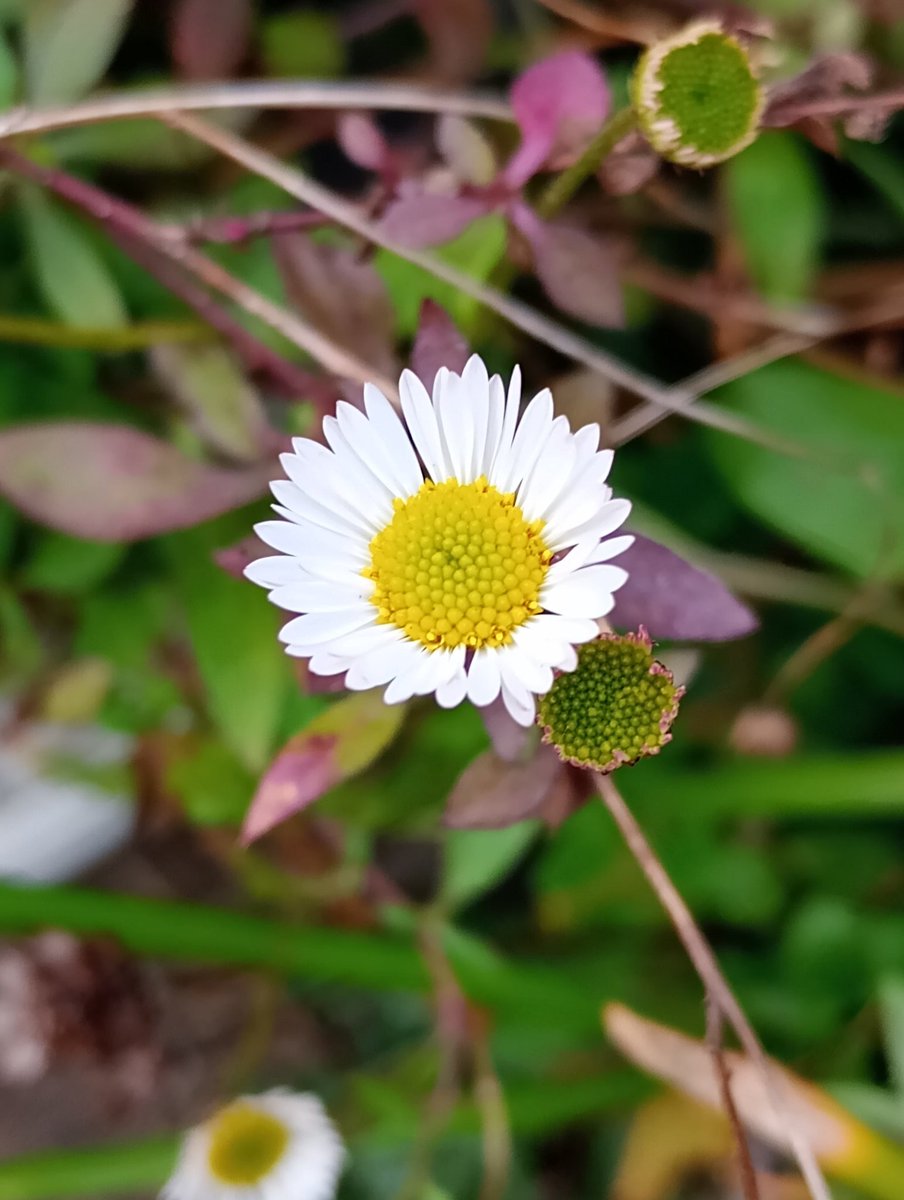 Did u know?Different insects emerge at different times of the year,so they're not in competition for the same food. Red Mason bees are out now & feed on early Dandelions.Leaf-cutter bees'll be out in June & love flowers life Erigeron. Just put my LC cells out,ready for lift-off!