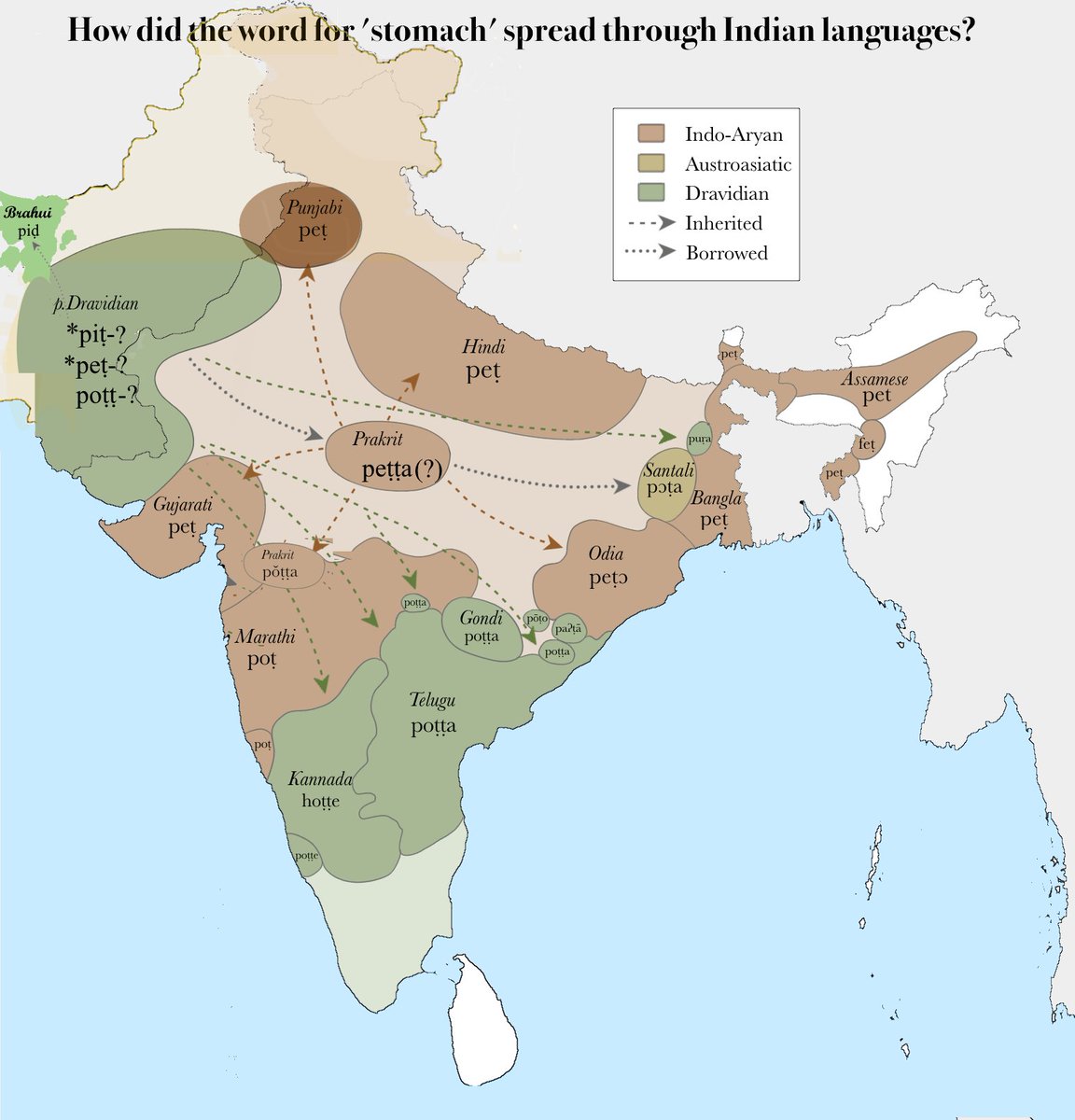 SureshKolichala's tweet photo. Did Brahui retain the archaic form with frontvowels for the word for stomach in PDr? This was possibly borrowed by early Prakrits and hence pēṭ- related words in several IA-langs. In PPDr langs, frontvowels between labials and retroflex tend to acquire backness hence poṭṭa.1/n https://t.co/w5Av2Hjbks