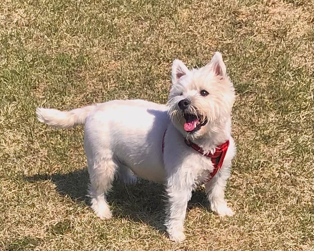Good  evenen & Good Morning to all my furry friends. It still is TGIF yet here today but tomorrow is Training Day . See you tomorrow. 
>Benji #ZSHQ still @ZombieSquadHQ Reporten . @Angie_baby_25 @WestieBiscuit @ShaneRe58948084 .