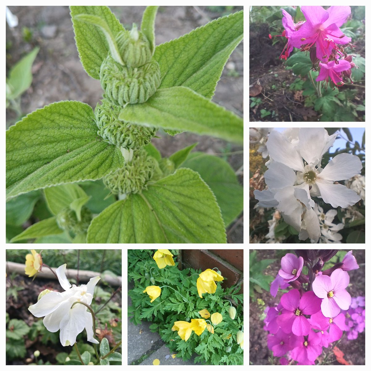 #SixonSaturday Phlomis, Geranium, Exochorda, Erysimum, Meconopsis and white Aquilegia