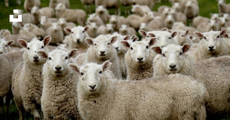 People like to think of themselves as leaders. It is inherent biology. Nothing wrong. But, it goes wrong when this trait of leadership waits to engage with a thought, an idea, or a research after they have already gained attention. So, do leaders operate on herd mentality? 💯