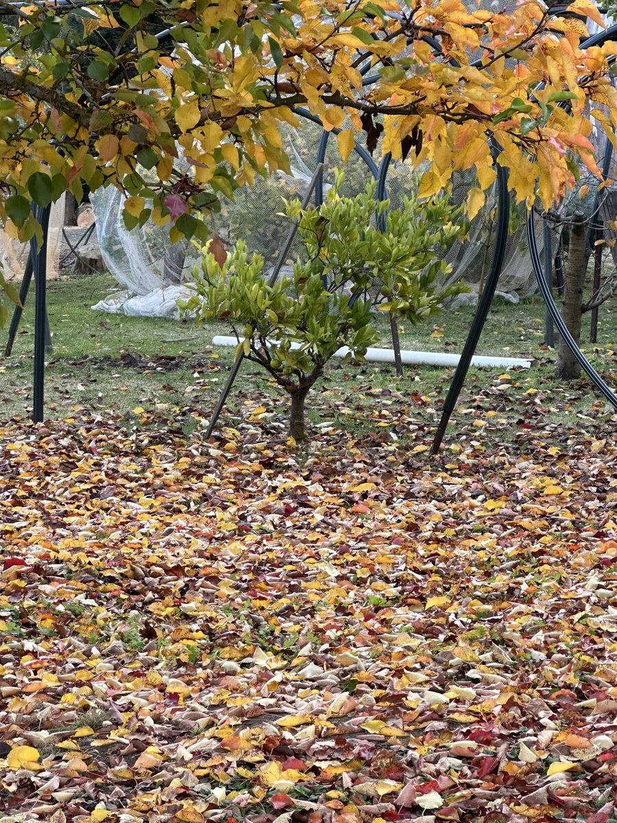 Tupelo leaves, camellia flowers and Manchurian pear leaves carpeting the orchard