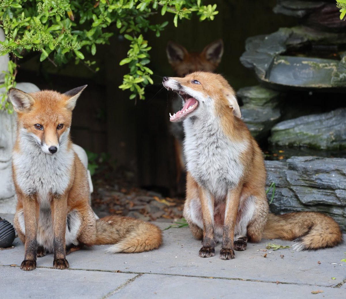 Which one is female? Look closely, the one on the right is clearly nursing cubs. #Fox #Foxes #foxcub #foxlovers #foxinmygarden #foxkit #FoxOfTheDay #foxlovers #funnyanimals #wildlifephotography #urbanfox #urbanwildlife #TwitterNatureCommunity #PhotoOfTheWeek