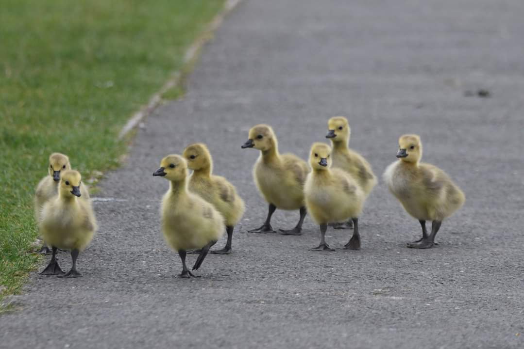 Canada Geese Goslings Bude Cornwall 〓〓 #wildlife #nature #lovebude #bude #Cornwall #Kernow #wildlifephotography #birdwatching #BirdsOfTwitter #TwitterNatureCommunity #CanadaGeese #Goslings