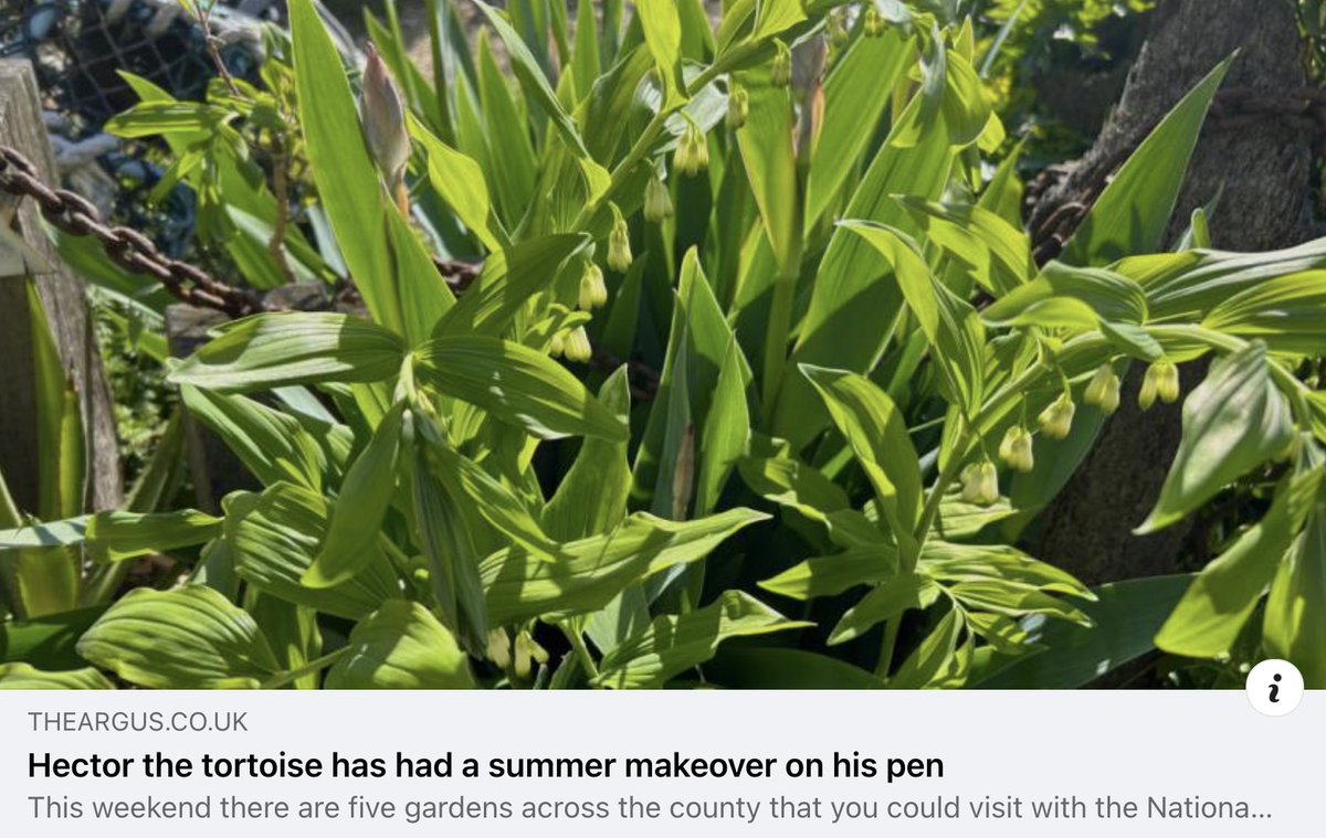 Check out this week's regular gardening feature in @brightonargus  online. theargus.co.uk/news/24311228.… Mention of @NGSOpenGardens in @SussexNGS and @SussexWestNGS #sussex #gardening