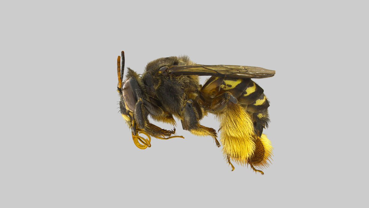 #NewSpecies New oil-collecting bee from #peru just landed: Epicharis lia Holotype: @MuseuNacional Treatment: treatment.plazi.org/id/E3F19993-F3… Publication: doi.org/10.5852/ejt.20… @ejtaxonomy #EpicharisLia #FAIRdata #OA #biodiversity #conservation #entomology #insects #hymenoptera #bees