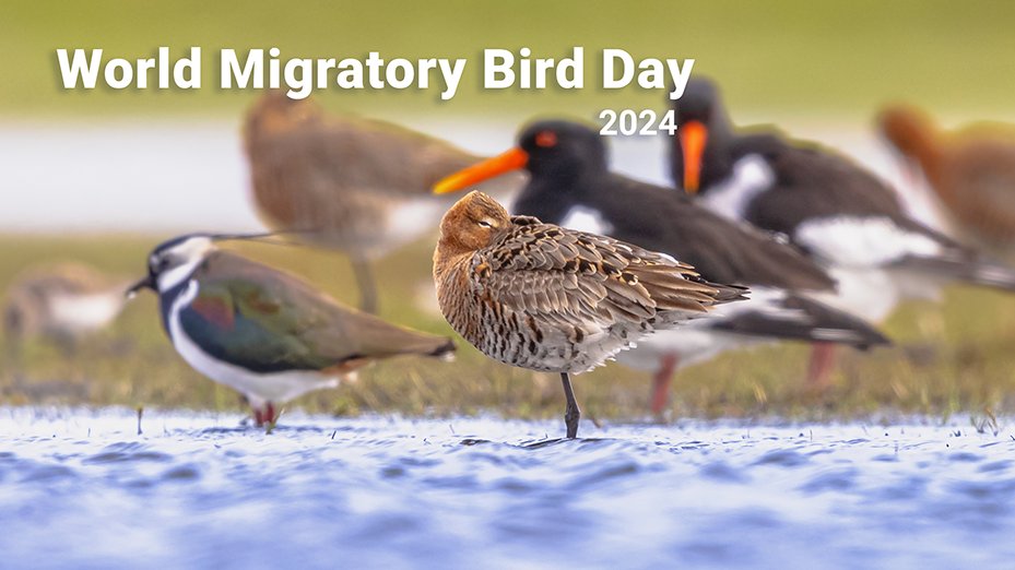 Migratory birds are part of our shared heritage. They undertake extremely long journeys with many dangers along the way. Healthy insect populations are essential food sources for them during they long flights and breeding season - ow.ly/AVao50RC0Qf #ForNature #WMBD2024