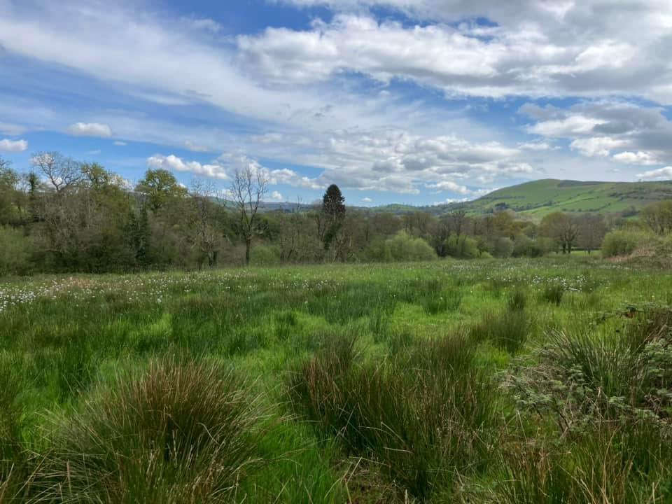 3 weeks to go until the Big Meadow Search 2024 starts. Don’t forget, any patch of unimproved grassland can be searched. It doesn’t need to be grand, rare or large. All welcome