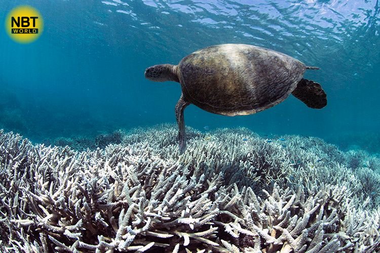 The government has announced the closure of 12 national marine parks in response to a critical coral bleaching crisis. 

See more: Facebook.com/nbtworld

#CoralCrisis #MarineConservation #ThailandEnvironment #EcoProtection #BleachingAlert