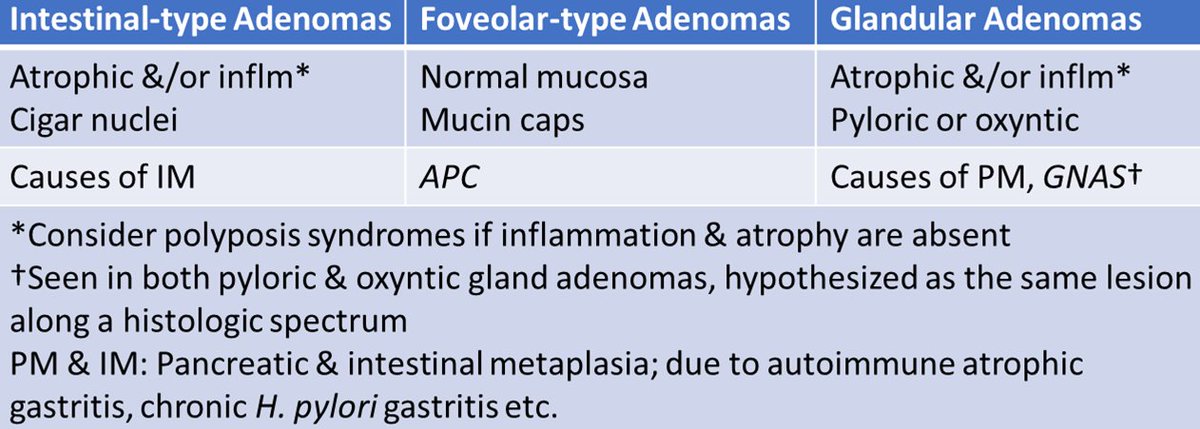 DrCycloPath's tweet photo. Gastric adenomas of the pyloric type show co-expression of MUC5AC (marks foveolar mucin) & MUC6 (marks pyloric gland mucin) and do not express MUC2 (marks intestinal mucin) or CDX2
#GIPath #PathTwitter #Pathology