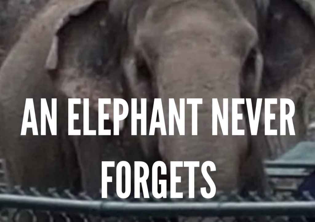 #Saturdaythoughts When will the @CityofEdmonton make the correct decision & allow Lucy the dignity of a life as an 🐘 in a reputable 🐘sanctuary, instead of her life at #YegZoo where she is treated like a pet,🔒in a 🏠thats falling apart around her. @AmarjeetSohiYEG 🆓Lucy now