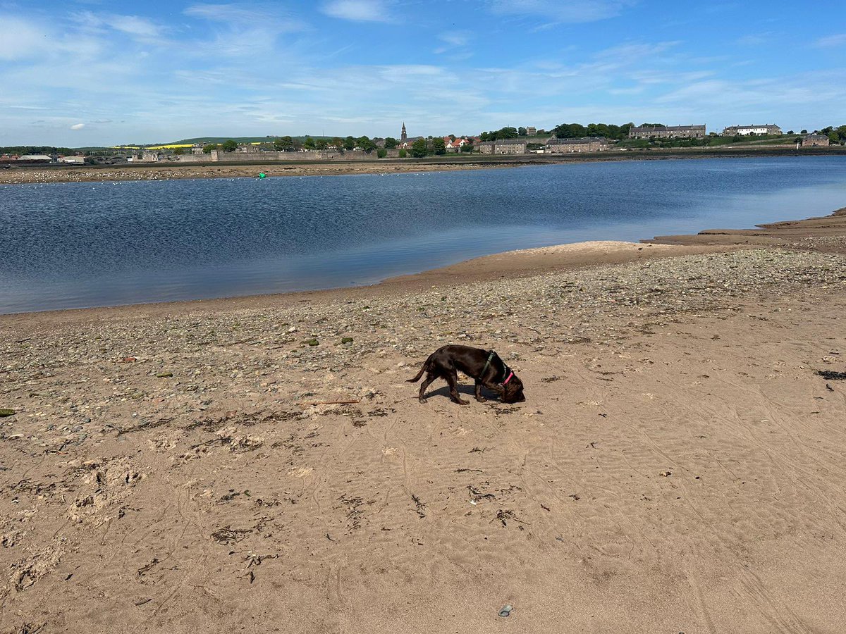 Gorgeous Berwick day for Rosie y’day & happy to be dragged away from my laptop for some sunshine & river walks ☀️🦆🐾